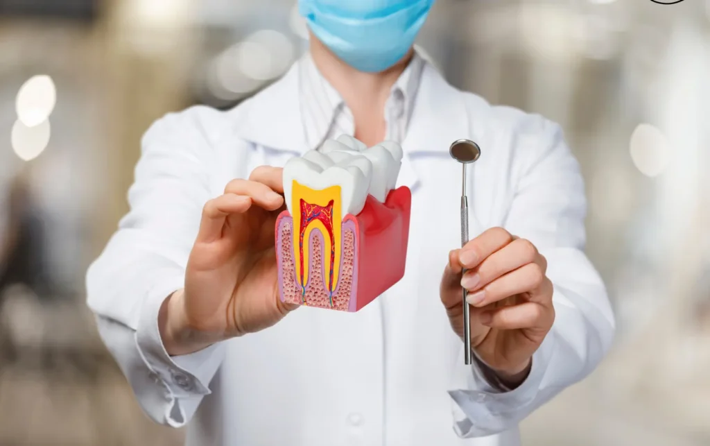 Dentist holding a tooth model showing inner pulp for root canal treatment at Dorri's Dental in Boynton Beach, FL